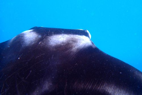 A friendly manta that passed from below me 